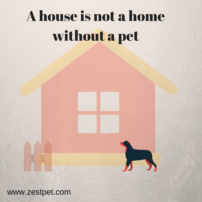 zestpet's tweet photo. #Pets are family https://t.co/8pKUMDSeBb