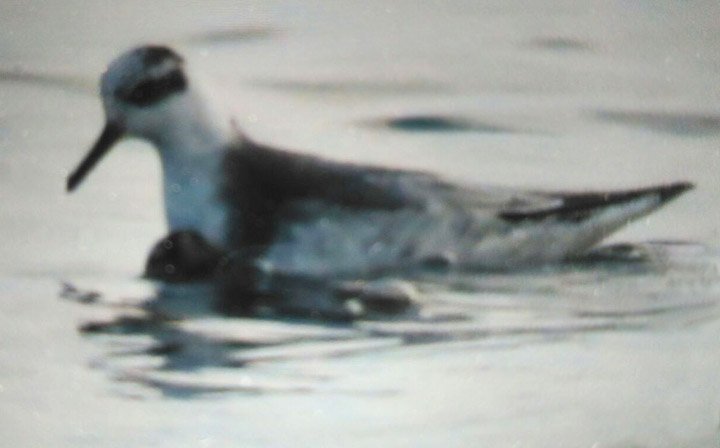 23.11.2017 Phalaropus fulicaris 1 ad Punta de la Banya, Delta de l'Ebre, Montsià (David Bigas). New bird