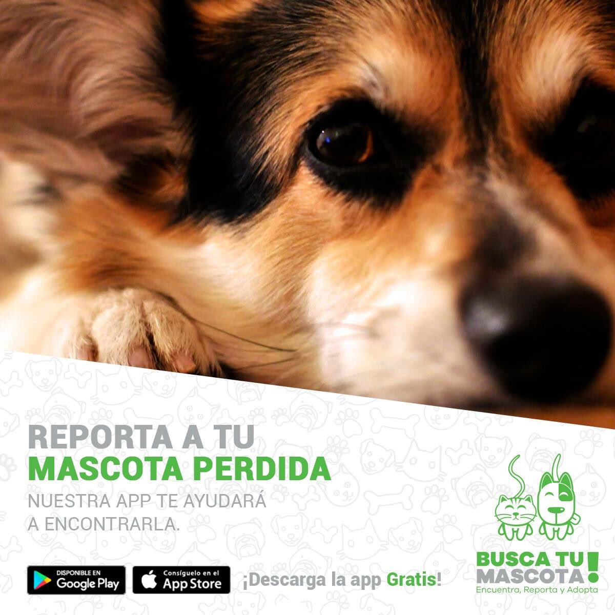 BuscaTuMascota_'s tweet photo. Si tu #mascota se perdió, nuestra #app facilitará su búsqueda #ios #android #buscatumascota https://t.co/ozoUwqdzaf https://t.co/a9IydfpMQU