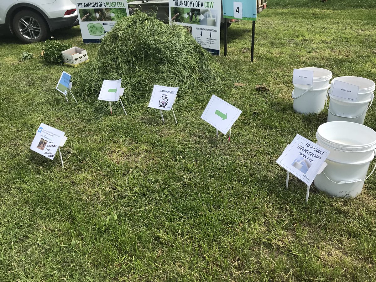 CharlottePGWS's tweet photo. Annual #LUDF open day for schools, showing kids just how much pasture a cow needs to harvest to produce 25L milk/head/day. That pile of pasture ceases to amaze me! @SIDDC_NZ https://t.co/dGCvrrPkZx