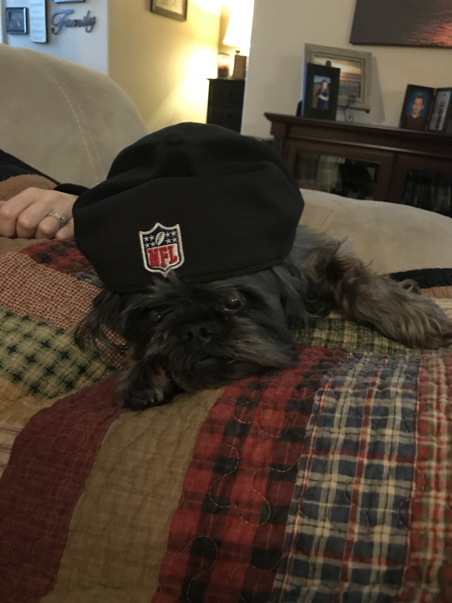 serasera83's tweet photo. When one Brussels Griffon wins Best in Show, all Brussels celebrate. Ruby is repping hard for her breed. https://t.co/WugtKeozyC