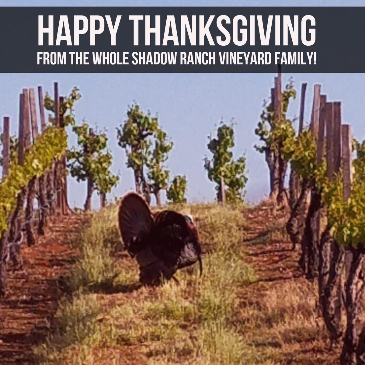 Shadow Ranch Wine tweet media