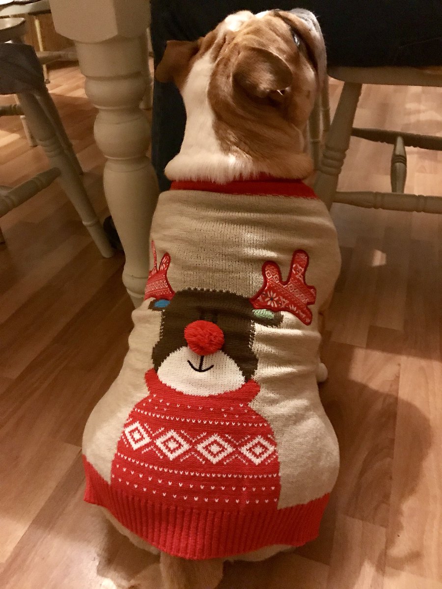 Couldn’t resist a <a href="/PetsatHome/">Pets at Home</a> Christmas jumper! #mabelthebulldog