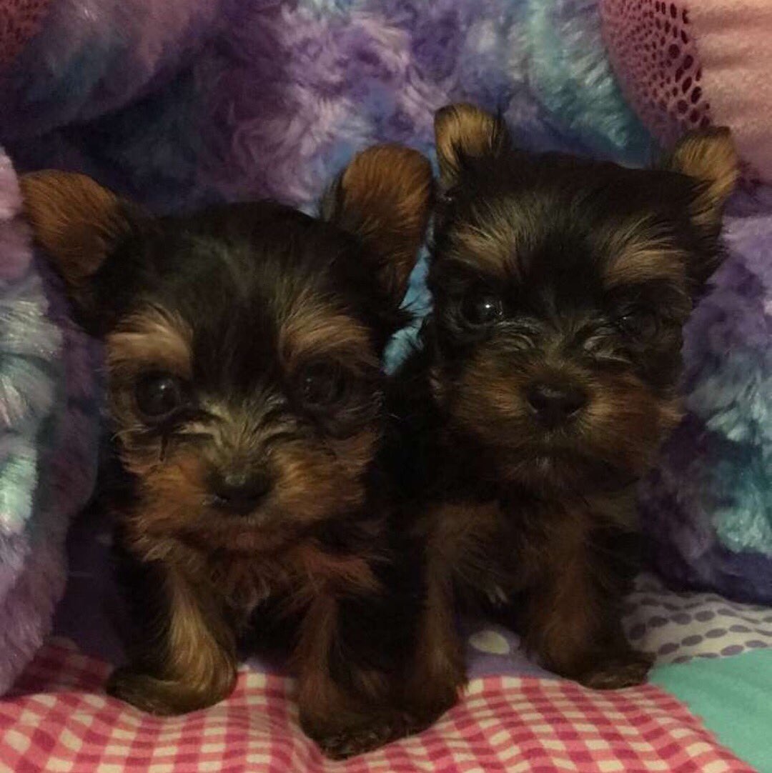 giggly_kimberly's tweet photo. For sale: two yorkie puppies.
One male (right) one female (left)
Mom: 2 1/2 pounds
Dad: 8 pounds
Puppies were born September 30th
First set of shots
Perfect gift for the holidays.
#yorkies #yorkshireterrier #forsale #fontana #ranchocucamonga #ontario #california #yorkieforsale https://t.co/eIxchqn7Vz