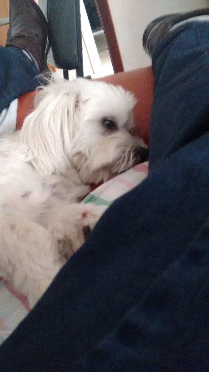 RobertoAOrtega1's tweet photo. #DogsNight » O resto que se... https://t.co/hhr0ygzFuF