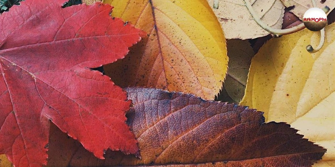 Enjoy our beautiful Thanksgiving bouquet. We're grateful for all of you! goo.gl/MqK4EW