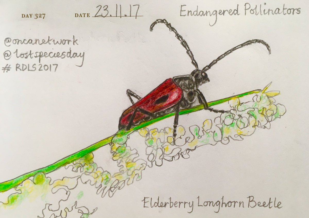 Venster67's tweet photo. One Sketch A Day_23.11.17
'Endangered Pollinators:Elderberry Longhorn Beetle'
@oncanetwork @lostspeciesday #RDLS2017 https://t.co/vYrAxInvI5