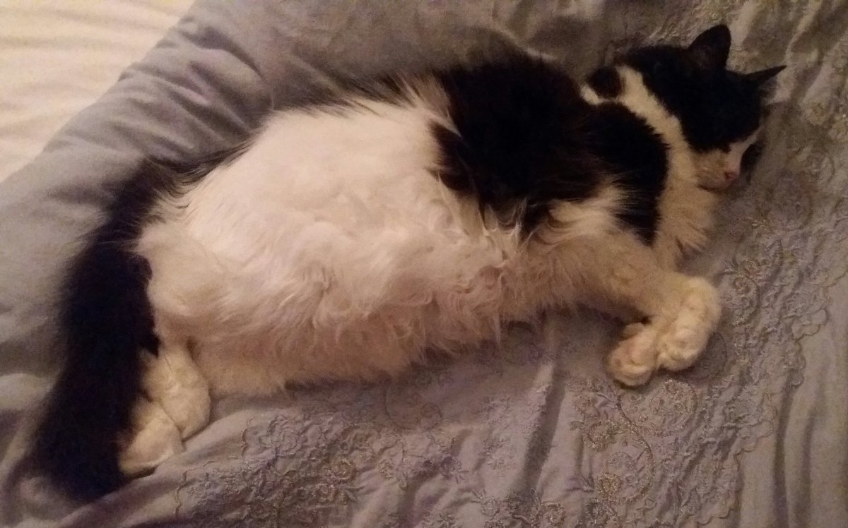 Scribberlings's tweet photo. Oh dear! I don't want to disturb but I would quite like to get into bed
#Fluffcat https://t.co/Vrt2H1akfS