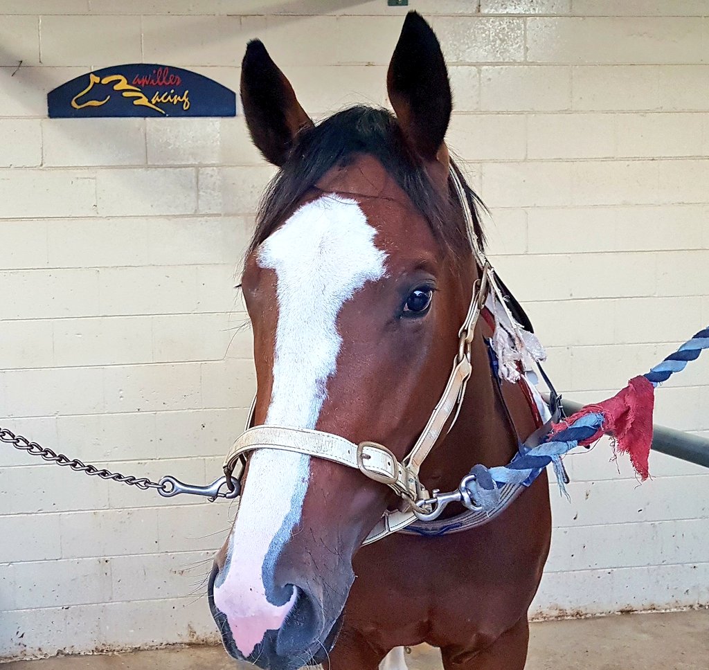 rawillerracing's tweet photo. SULTRY TESTA heads to @RacingOrange1 today over 1600m. Trained on well since her 3rd on debut, she should be amongst it! 
Race 1, #5.
Look for her flash☇🏇💨 https://t.co/Lp35qM7JyZ