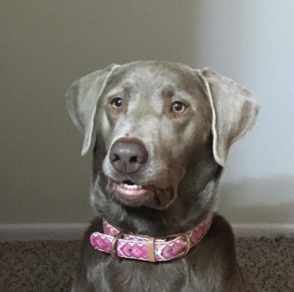 FCollars's tweet image. Such a little cutie :)
#worldoflabs #silverlabsofinstagram #FriendshipCollar