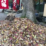 鹿だって冬は寒いのです。枯葉に包まれる奈良の鹿をご覧ください。
