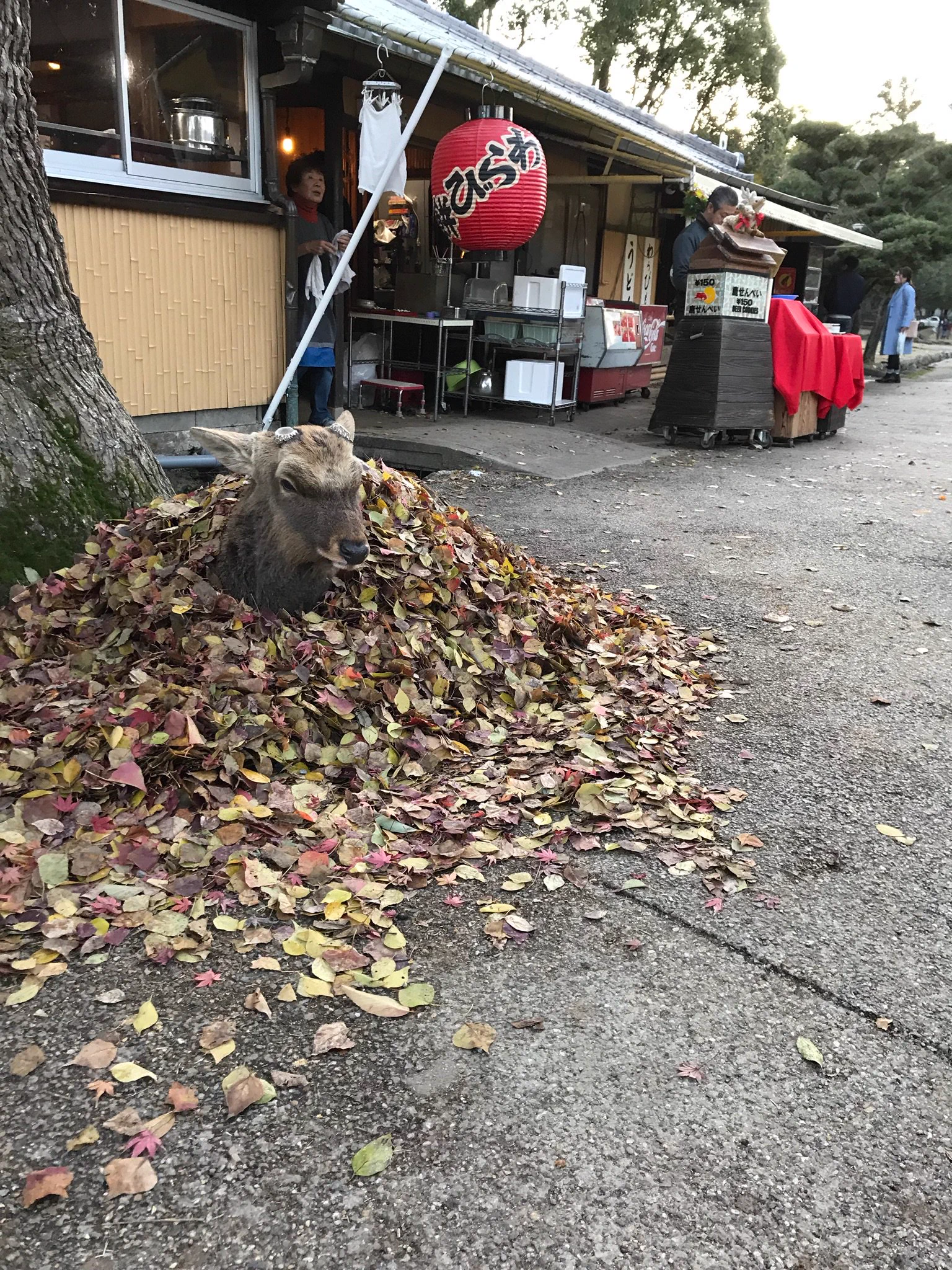 鹿だって冬は寒いのです。枯葉に包まれる奈良の鹿をご覧ください。