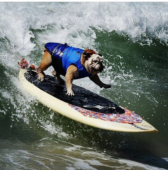 KevMatara's tweet photo. Can you think of a caption for this surfing dog picture ππ #workoutfridays #2fmbreakfast @2Fmke https://t.co/QZZZAKxsEe