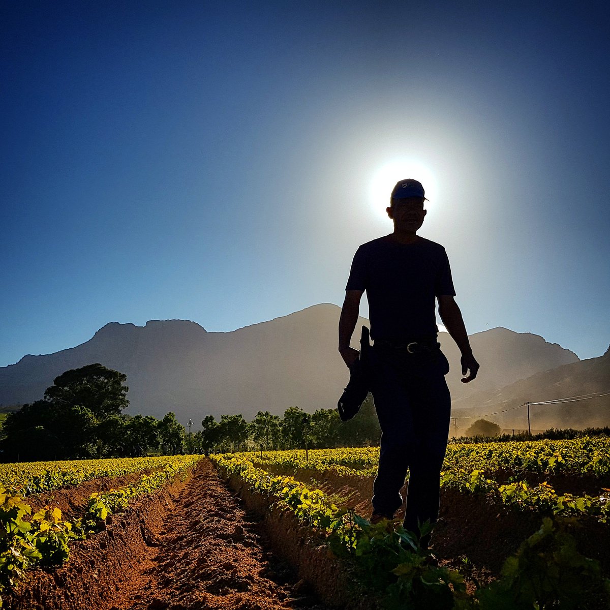 NeilBuchner's tweet photo. Yes. I know #Provence has the purple #lavender fields. And it is beautiful. However, #heartWellington has green vine fields & they show off annually off from November - March. Have you seen them?
#heartWellington
#vinefields
#kapstadtmag
#capetownmag
#travel #reisen https://t.co/QAyCrO4T4s