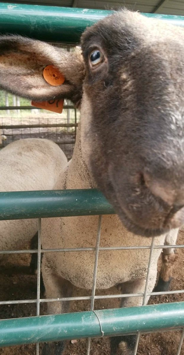 CharleySheep's tweet photo. For all the lessons I've learned about hard work, determination, courage, faith, courtesy, being humble, and gaining wisdom... For all the amazing, down-to-earth people I've met and worked with... and for the food, clothes, and shelter I am blessed with everyday: #WhyIThankAg https://t.co/B41bxMT7J2