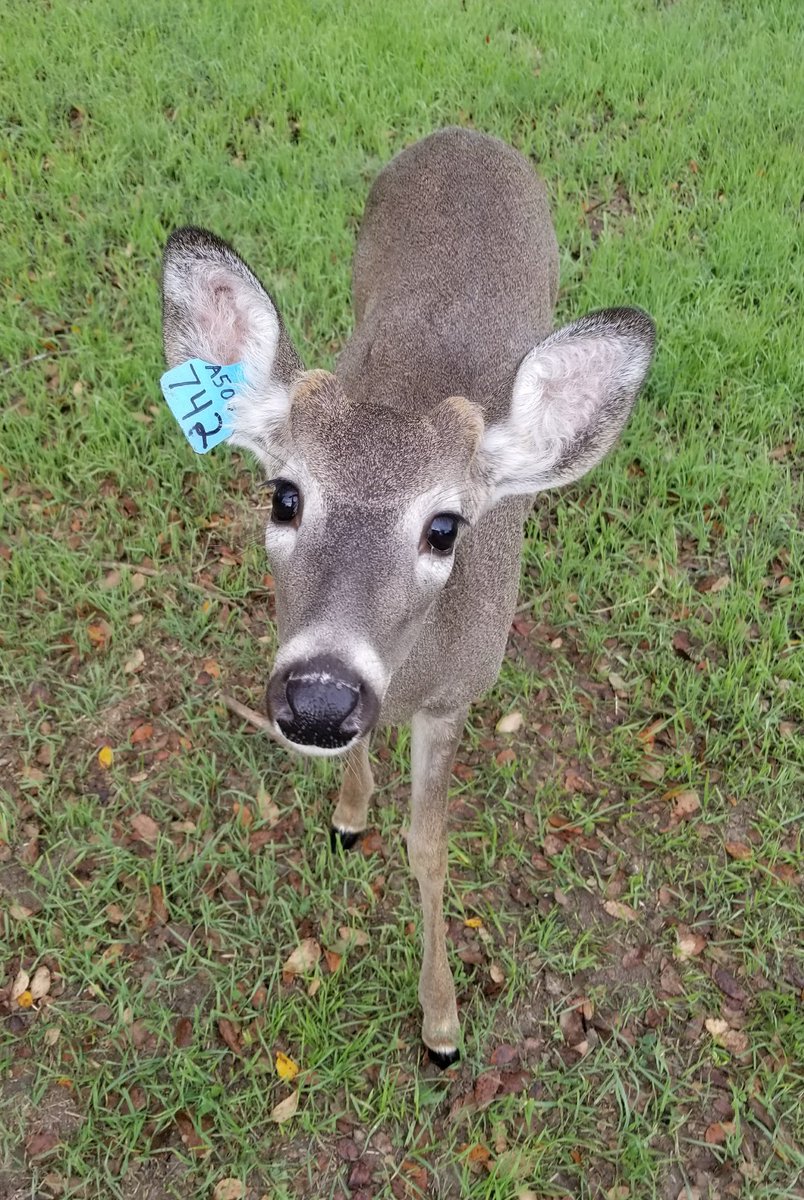 CharleySheep's tweet photo. For all the lessons I've learned about hard work, determination, courage, faith, courtesy, being humble, and gaining wisdom... For all the amazing, down-to-earth people I've met and worked with... and for the food, clothes, and shelter I am blessed with everyday: #WhyIThankAg https://t.co/B41bxMT7J2
