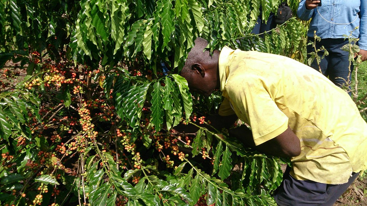 Jacques_Kirioua's tweet photo. Zedouai Michel, producteur modèle de café à Toumbokro/Yamoussoukro. #Nestle_CWAR, #Sara2017 #nescafeplan #empreintes #agriculturedurable https://t.co/l3ea3Ldb2K