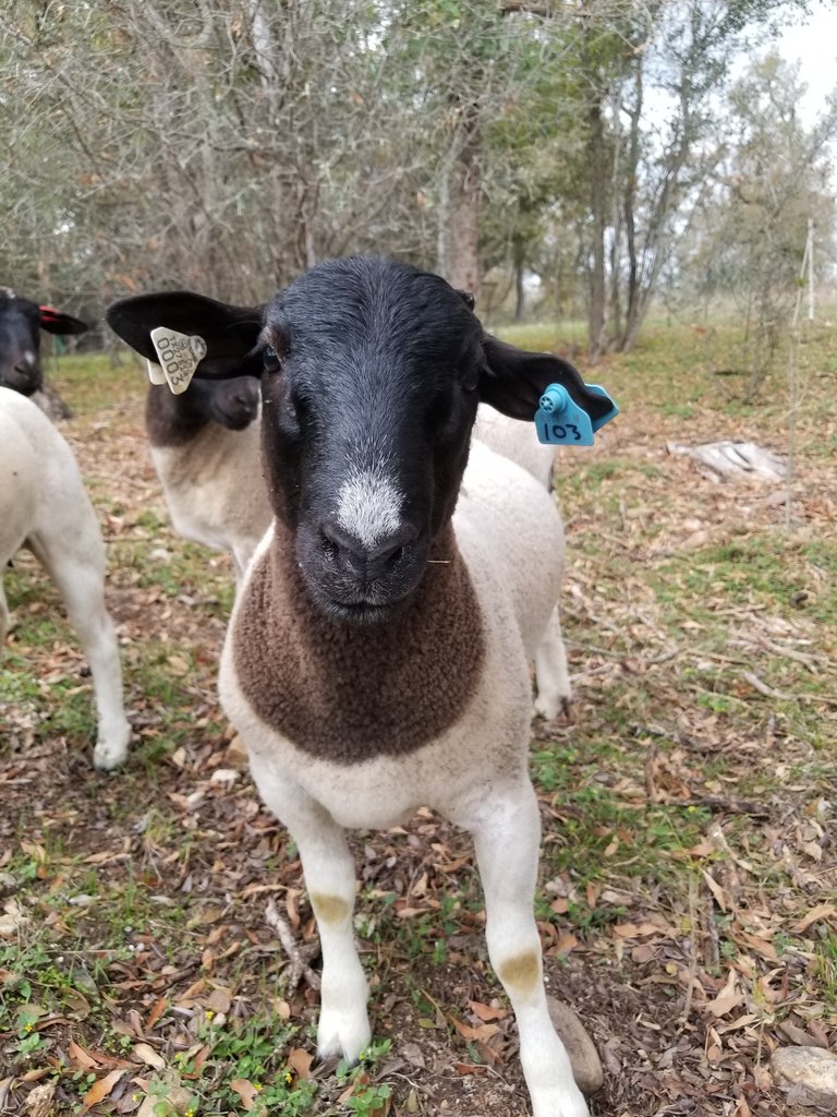 CharleySheep's tweet photo. For all the lessons I've learned about hard work, determination, courage, faith, courtesy, being humble, and gaining wisdom... For all the amazing, down-to-earth people I've met and worked with... and for the food, clothes, and shelter I am blessed with everyday: #WhyIThankAg https://t.co/B41bxMT7J2