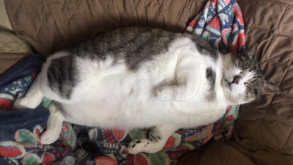 vetter_9's tweet photo. Remember Ralph from before I adopted him? This is him now. https://t.co/9B2A5gZKsr