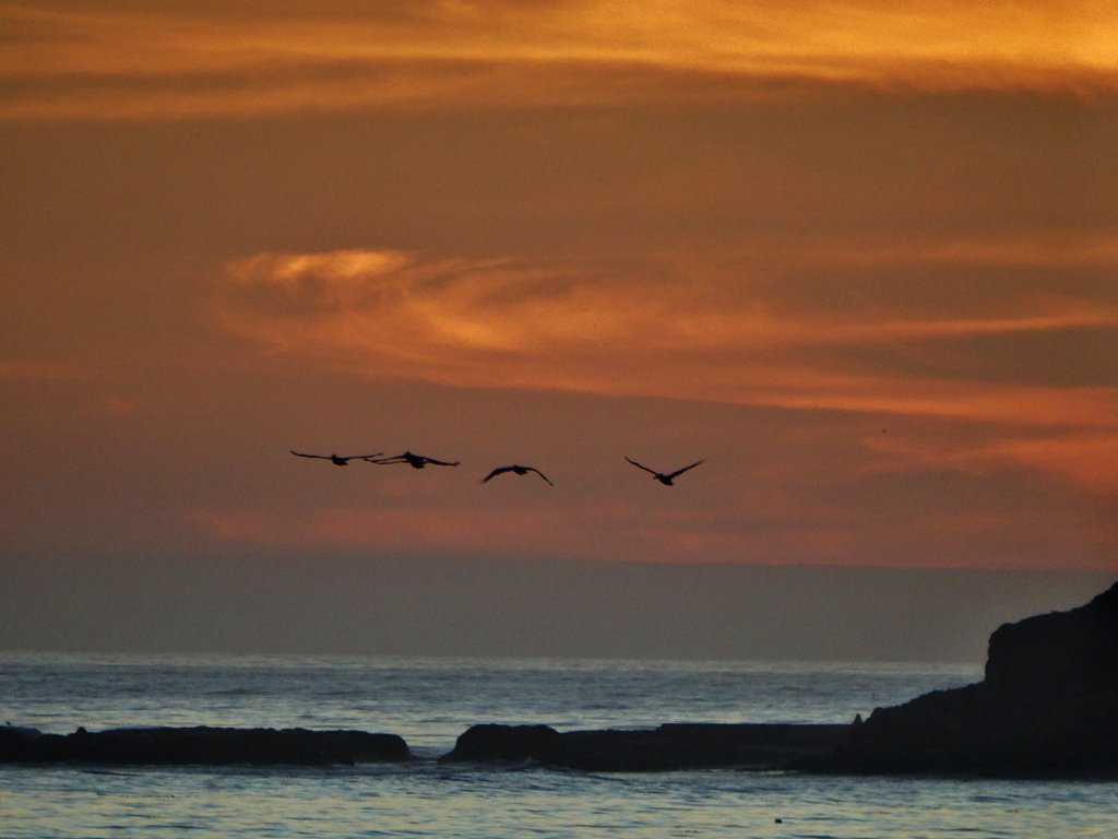 johnnykelphead's tweet photo. #pelicans headed north over #campuspoint #sunset #goleta https://t.co/zBOAUOGi0I