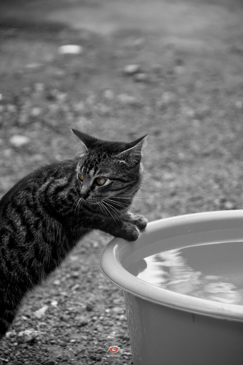 cemstudio's tweet image. The curious cat Vs the voiceless child..