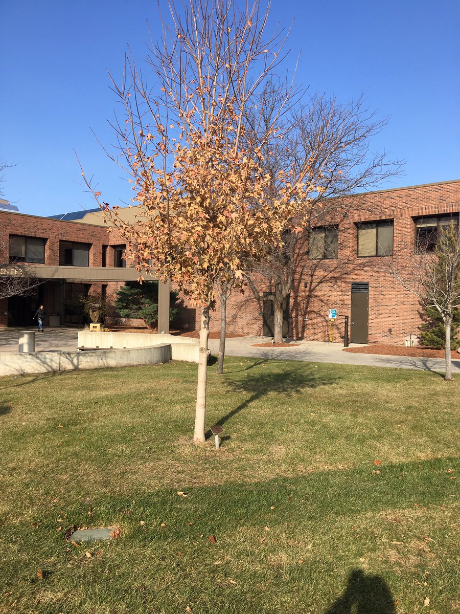 The "Grace Tree" as usual, hangs on to its leaves longer than all other trees. Grateful I got a chance to know and coach Grace Goblirsch.#race4grace