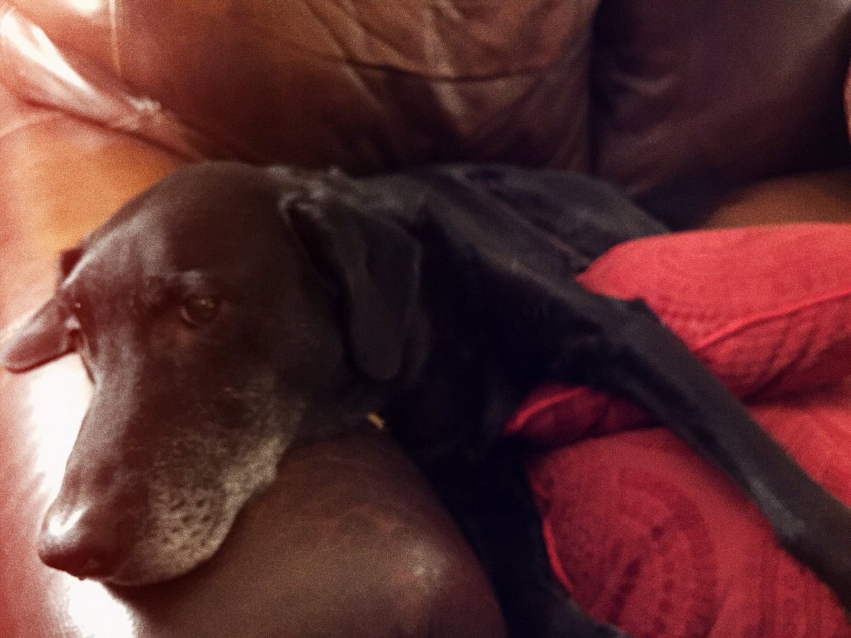 DylanJobe's tweet image. #SpoiledDoggo