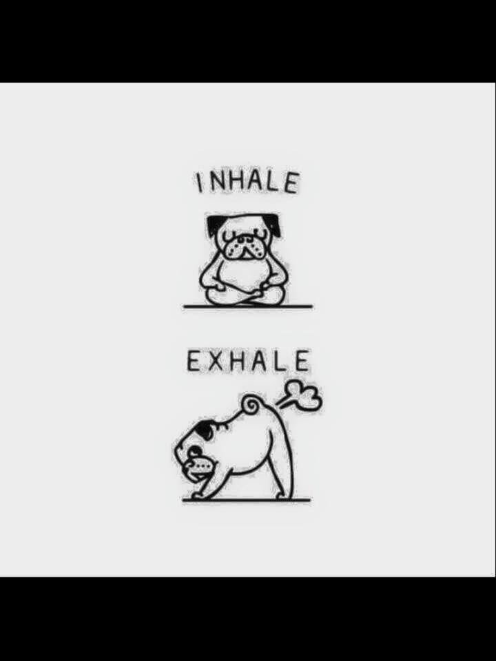 collectibulldog's tweet photo. #YOGA #DogsOfThanksGiving https://t.co/kANNuupNcu