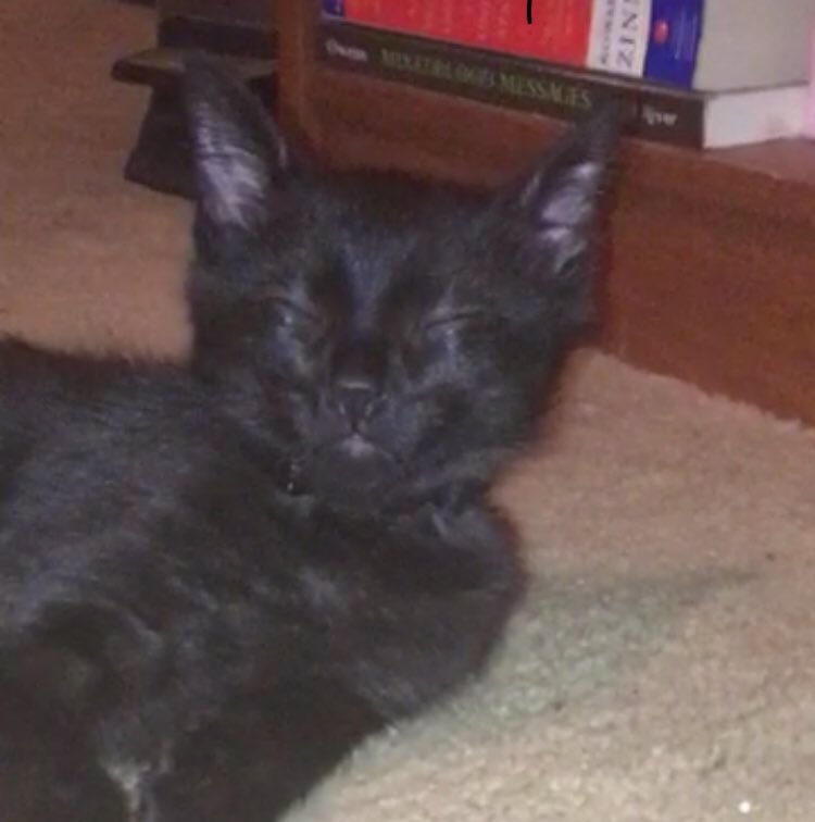 zoiczombie's tweet photo. My cat might be possessed by the ghost of handsome squidward. https://t.co/mHPaqwvxuA
