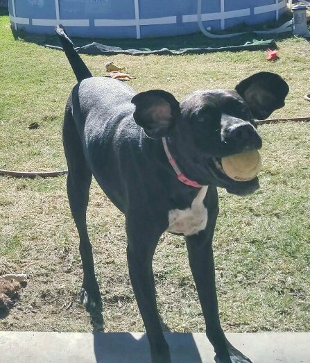alexandrabird13's tweet photo. Gwen Sniffani doing a heckin Minnie Mouse impression😂
#RescueDogsRock #FaceBark #bamboozle https://t.co/HLjeiRdhE9