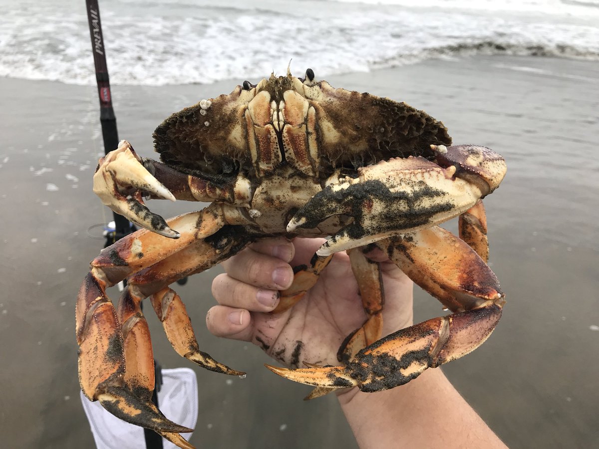BaitedUp's tweet photo. Went fishing but ended up picking out #big #dungeness #crab walking on the #beach 😂🦀 Got 2 big males and they made a good #appetizers for #dinner #crab #crablegs #crabboil #fish #fishing #crabseason #california #northwest #beach #ocean #fun #awesome #deadliestcatch https://t.co/0bZWxTP4Bc