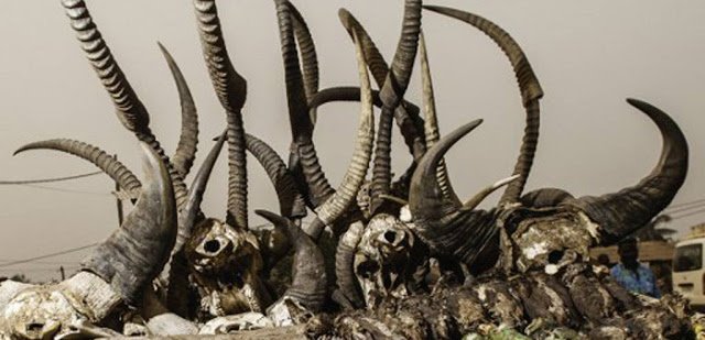 HumorHoror's tweet image. Dendam Dari Alam Kubur – Bagian 1
ramesan.com/2017/11/dendam…