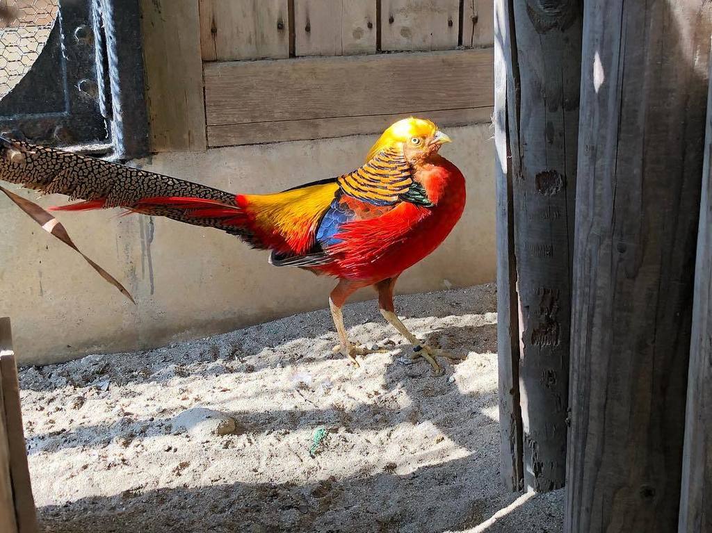 豊橋総合動植物公園 豊橋のんほいパーク Twitterren キンケイです とっても美しい鳥です キンケイ 写真 鳥 動物園 豊橋 のんほいパーク 美しい Bird Beautiful Beautifulbirds Zoo T Co Ox7amsedpe T Co 8myrq5wfjq