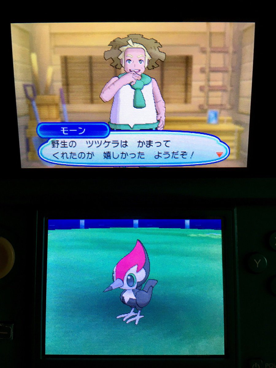 Uzivatel まお ポケモンx ソード Tn マオ Na Twitteru ちょっと待って え マジ ポケリゾートに色違いのツツケラ来てるんですけどー ポケモンウルトラサンムーン