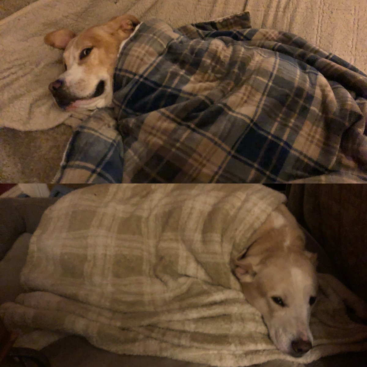 cmullis1209's tweet image. #romulusthepittymix and #remusthepittymix.  As Snug as two Pugs in a pair of Uggs #puginanugg #pittlife