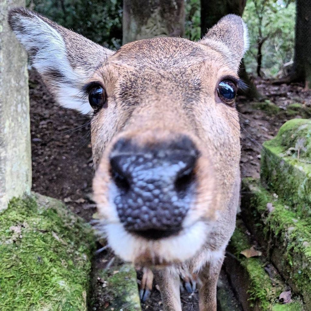 Snubs's tweet photo. Just Nara things from a few days ago. Gotta love this curious girl! #SnubsInJapan .
.
#shrine #japan #japantravel #traveljapan #SnubsInJapan #japantrip #discoverjapan #japantravelcom #japanawaits #deer #arountheworld #ig_worldclub #worldcaptures #worldpl… https://t.co/lP9GyrtEjN https://t.co/X4Ej1kcoXD