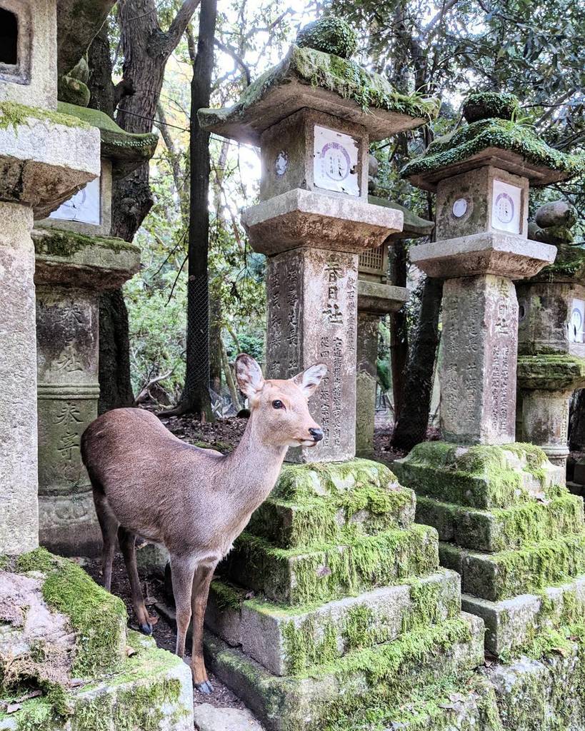 Snubs's tweet photo. Hanging out with the deer at Kasuga Taisha in Nara. You can easily get here view a train from Osaka or Kyoto for a day trip! .
.
.
#shrine #japan #japantravel #traveljapan #SnubsInJapan #japantrip #discoverjapan #japantravelcom #instagramjapan #japanawai… https://t.co/67WyEPYkgQ https://t.co/003v4YRi0J