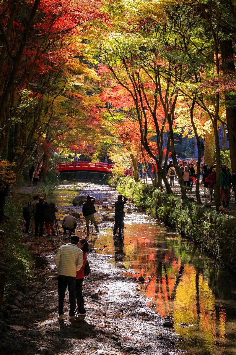 MakotoHashimuki's tweet photo. 静岡県周智郡森町の #小國神社 では11月24日現在、紅葉が見頃を迎えています🍁
夜間のライトアップもありますので、是非みなさんもお越しください。 #静岡 #紅葉 https://t.co/y5tFWORJZo