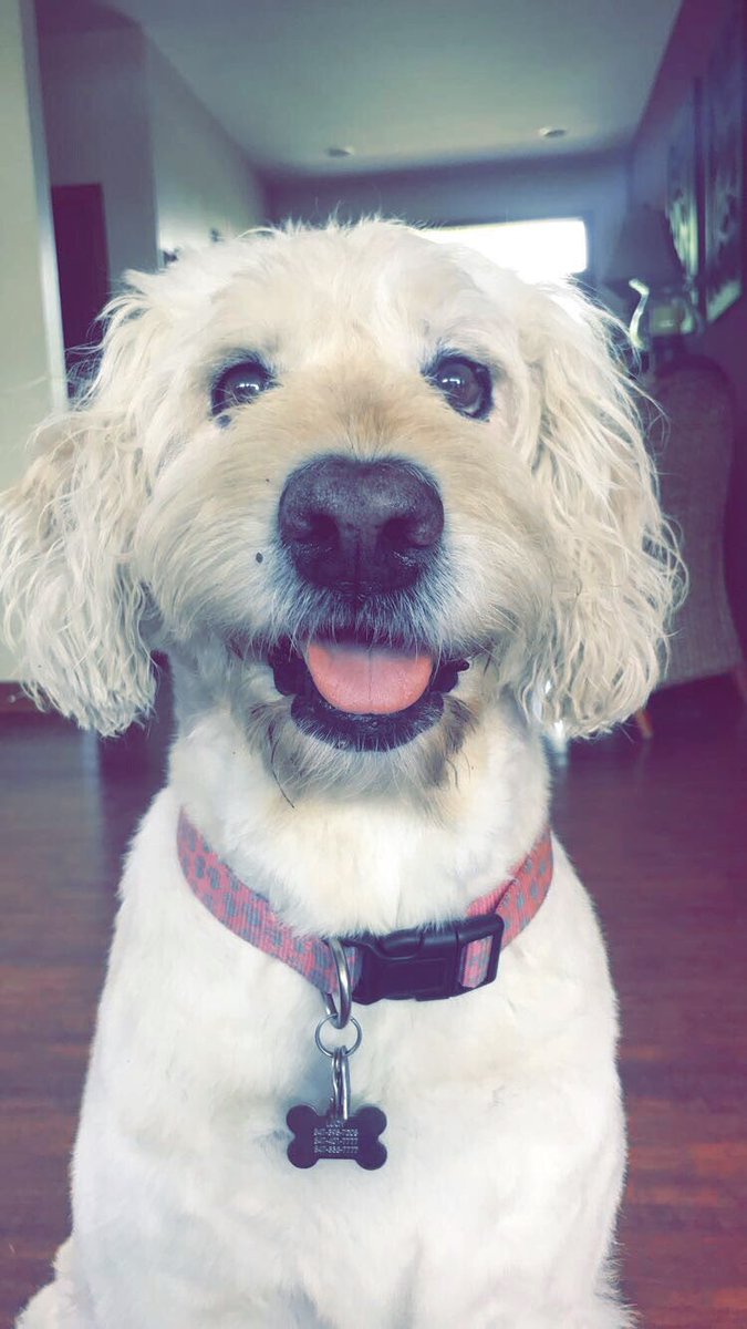 HayleyKriz's tweet photo. Especially grateful for my pupper💕 https://t.co/ntSvBVG9kz