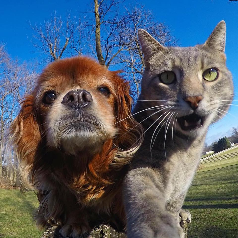 Meme Comic Indonesia On Twitter Woi Lu Yg Pamer Foto Selfie Kagak Meme Comic Indonesia On Twitter Woi Lu Yg Pamer Foto Selfie Kagak