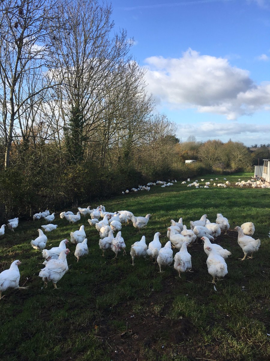 SpringfieldOrg's tweet photo. On this bright and beautiful Friday, we are bursting to share some exciting news with you. This Sunday, the 26th November, Springfield Poultry will be taking to the screens appearing on #CountryFile. Make sure you tune in to #BBC1 and #SupportLocal. https://t.co/8v0XkSnOnA