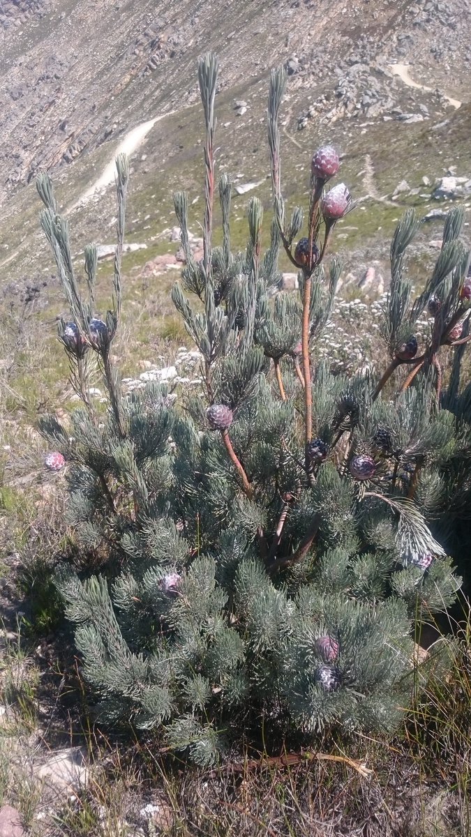 fossilplants's tweet photo. In exactly one week I will be on my way to hunt #Shapeshifters in #SouthAfrica! Getting v excited now. #Proteaceae #Serruria #Leucadendron #Paranomus #Diastella https://t.co/pS0X7iCBAw