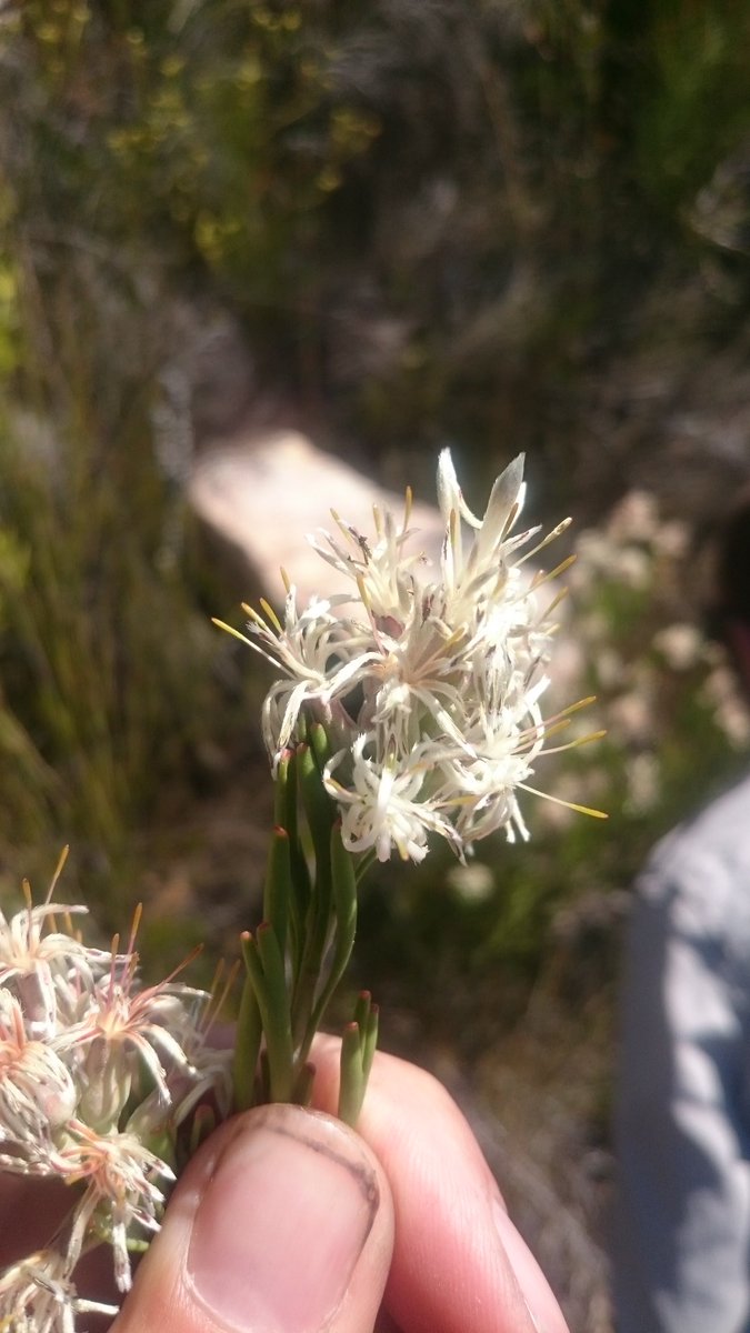 fossilplants's tweet photo. In exactly one week I will be on my way to hunt #Shapeshifters in #SouthAfrica! Getting v excited now. #Proteaceae #Serruria #Leucadendron #Paranomus #Diastella https://t.co/pS0X7iCBAw