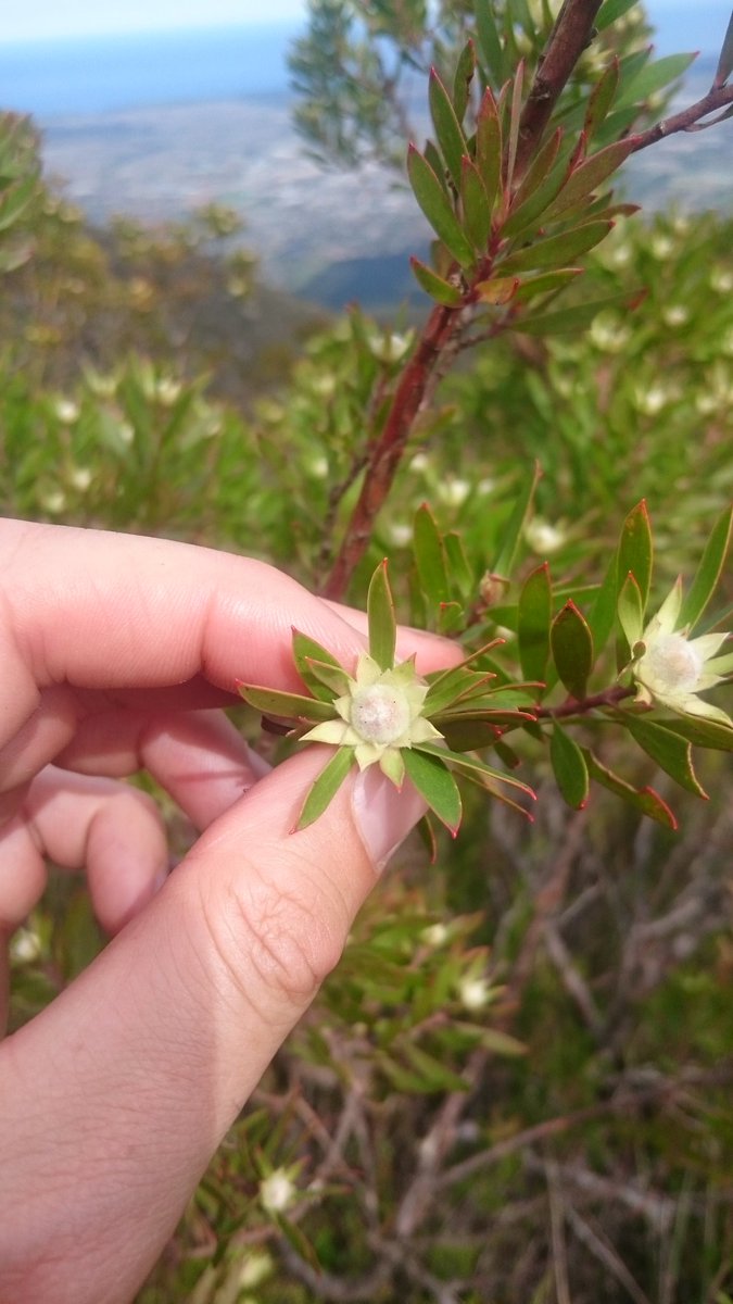 fossilplants's tweet photo. In exactly one week I will be on my way to hunt #Shapeshifters in #SouthAfrica! Getting v excited now. #Proteaceae #Serruria #Leucadendron #Paranomus #Diastella https://t.co/pS0X7iCBAw