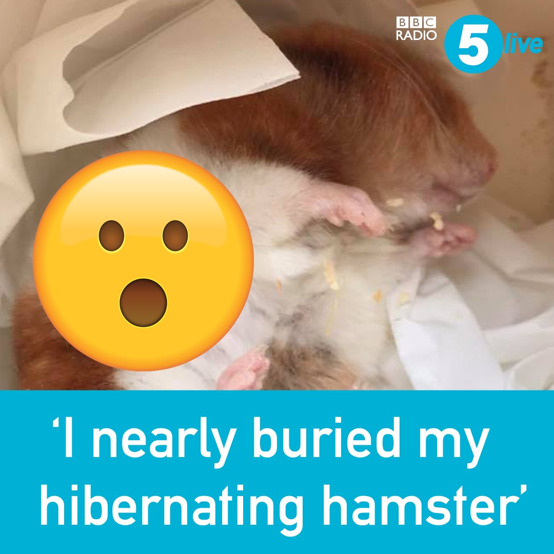 Hamster Death Meme