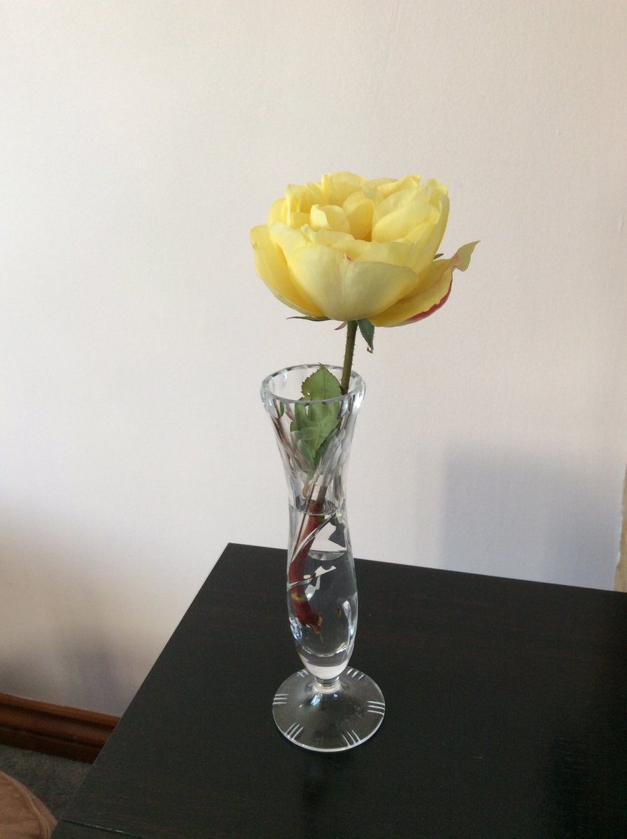roberts_jenifer's tweet image. Today is so magic, bright sun, blue sky, enjoying the little rose rescued from the garden before the frosty night which is forecast! #HappyThanksgiving2017 all.