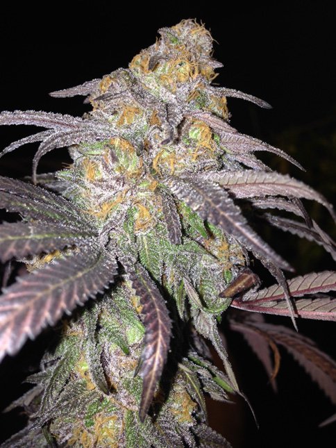MCS_Cannabis's tweet photo. Purple Bud Cannabis Seeds 
https://t.co/wW7jHzuNDv https://t.co/z89DQXnY5L