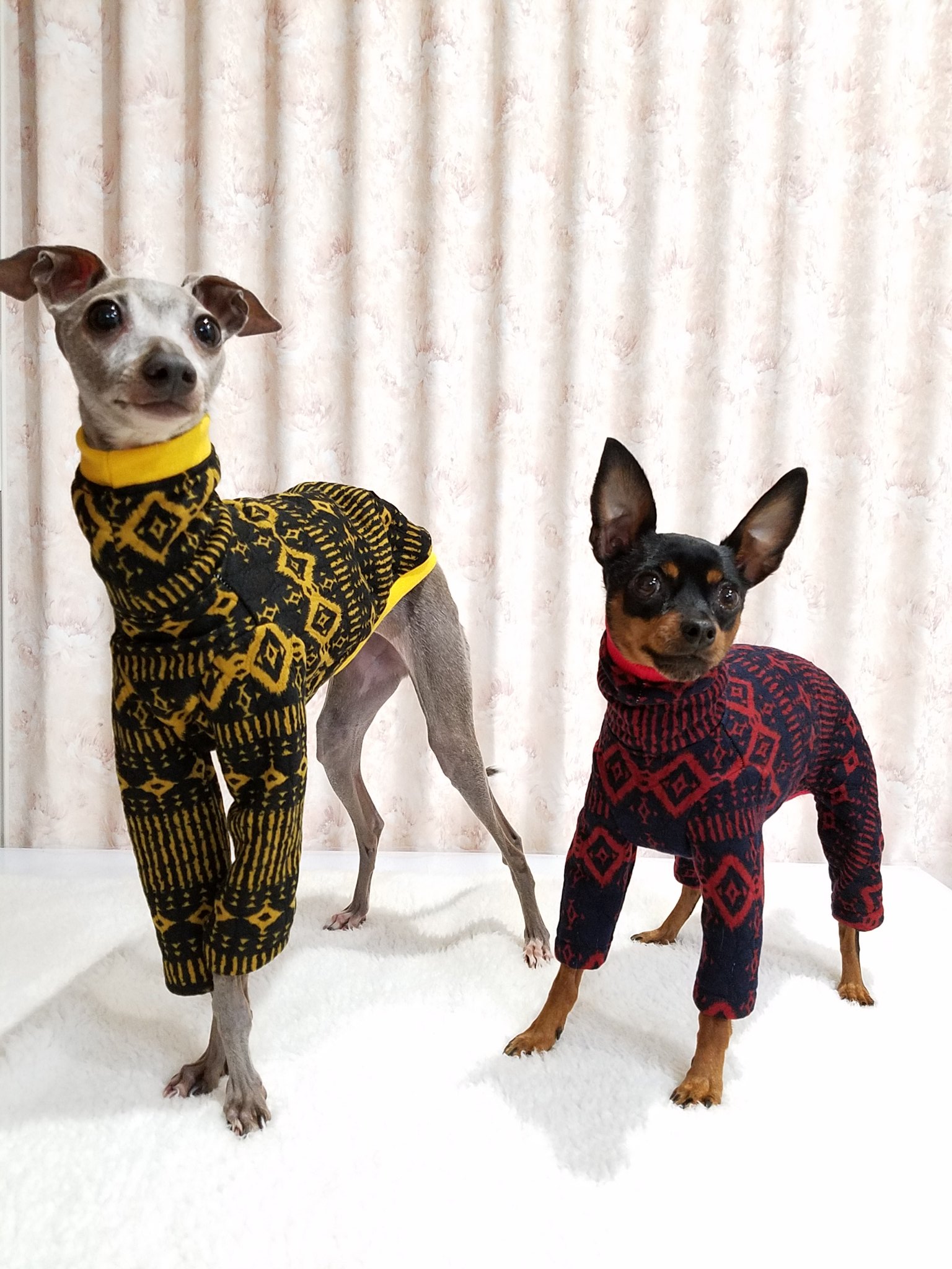 ミニピン、ミニピンを纏う　　　　　　イタグレ、イタグレを纏う ⑮ミニピン、ミニピンを纏う イタグレ、イタグレを纏う - メルカリ