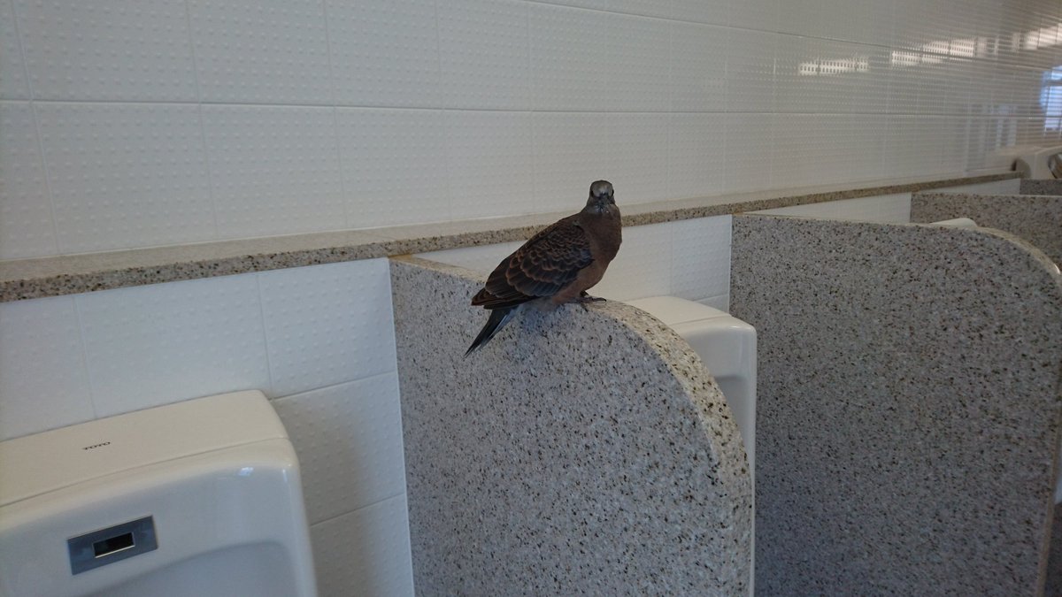 crossoverika's tweet photo. トイレ中こっちみんな https://t.co/eDxKeGrZnk