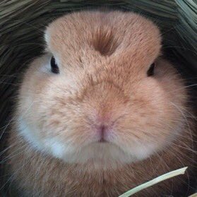 D0Y0UNGBUNNY's tweet photo. 😑🐰 https://t.co/BSWSFnJG9R